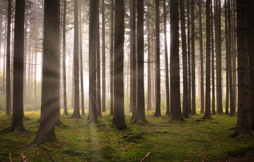Forest Restoration